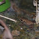 toad